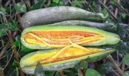 合肥吃瓜网红事件,揭秘网络舆论的风暴与真相